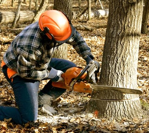 Tree Removal in Keiser, AR